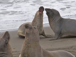 2008Elephant-Seals-24